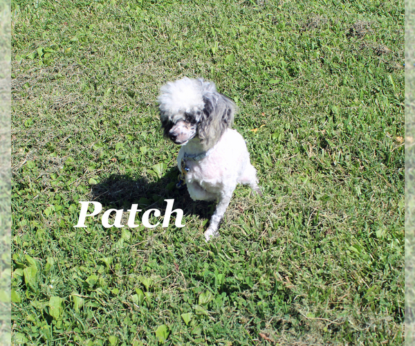 Medium Photo #2 Poodle (Toy) Puppy For Sale in CHANUTE, KS, USA
