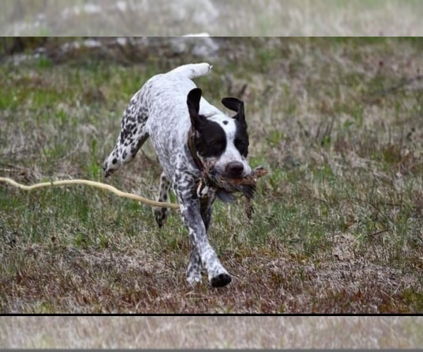 Medium Photo #16 German Shorthaired Pointer Puppy For Sale in SUMNER, ME, USA