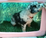 Small Photo #8 Australian Shepherd Puppy For Sale in SYLVA, NC, USA