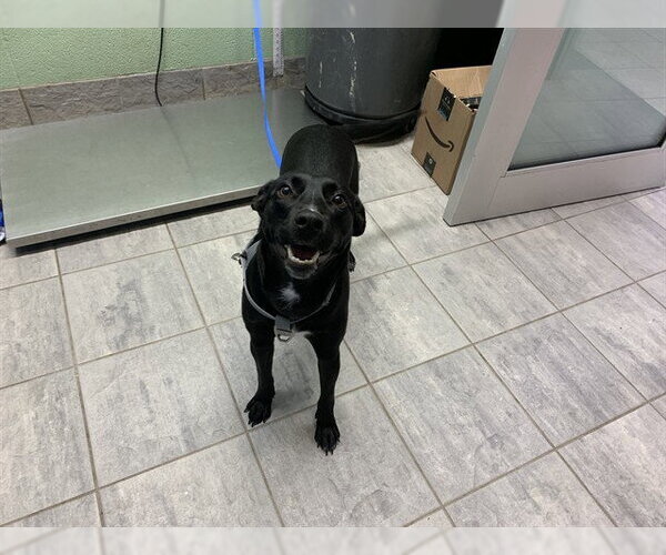 Medium Photo #1 Labrador Retriever-Unknown Mix Puppy For Sale in Grand Prairie, TX, USA