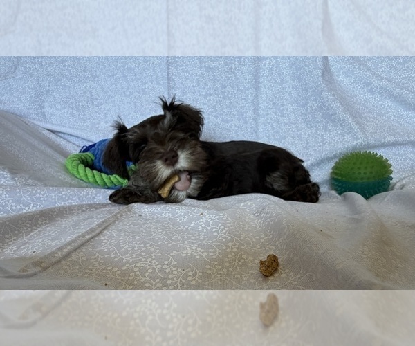 Medium Photo #10 Schnauzer (Miniature) Puppy For Sale in KNOX CITY, MO, USA