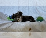 Small #9 Schnauzer (Miniature)