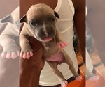 Small Photo #25 American Pit Bull Terrier Puppy For Sale in NEWARK, NJ, USA