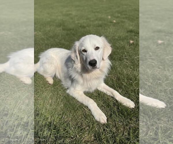 Medium Photo #3 Great Pyrenees Puppy For Sale in Dallas, TX, USA