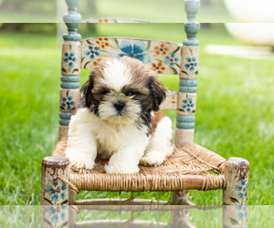 Shih Tzu Puppy for sale in NAPPANEE, IN, USA