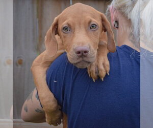 Raven - Female Labralas Dog for Adoption - Photo #5