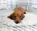 Small Photo #5 Dachshund Puppy For Sale in MARIETTA, GA, USA