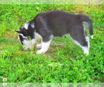 Small Photo #3 Siberian Husky Puppy For Sale in SHILOH, OH, USA