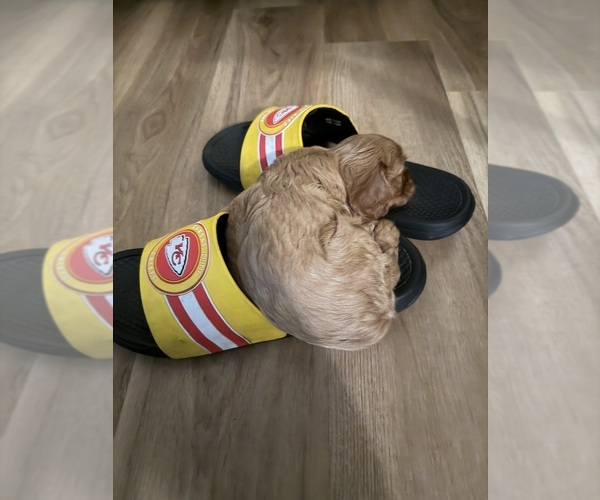 Medium Photo #4 Cavalier King Charles Spaniel Puppy For Sale in KANSAS CITY, MO, USA