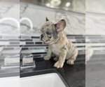 Small Photo #12 French Bulldog Puppy For Sale in BEVERLY HILLS, CA, USA