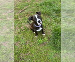 Small #2 American Pit Bull Terrier Mix