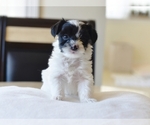 Puppy curious Biewer Terrier