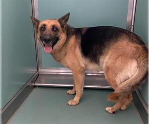 German Shepherd Dog Dogs for adoption in Moreno Valley, CA, USA