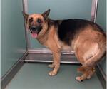 Small German Shepherd Dog