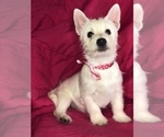 Small Photo #1 West Highland White Terrier Puppy For Sale in BUELL, MO, USA