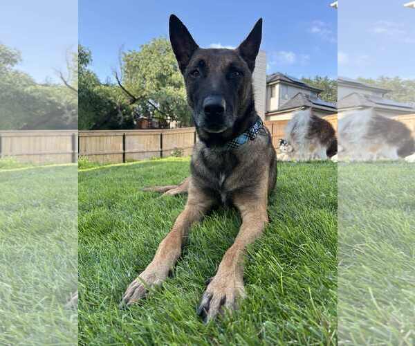 Medium Photo #5 Mutt Puppy For Sale in Gretna, NE, USA
