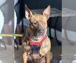 Small Photo #4 American Pit Bull Terrier-Staffordshire Bull Terrier Mix Puppy For Sale in Fuquay-Varina, NC, USA