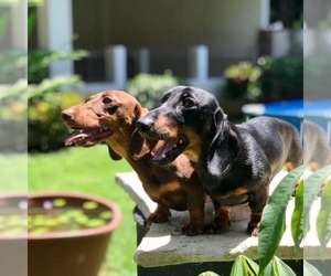 Father of the Dachshund puppies born on 06/06/2023