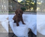 Puppy 5 Cocker Spaniel-Poodle (Miniature) Mix