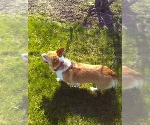 Mother of the Pembroke Welsh Corgi puppies born on 03/06/2023