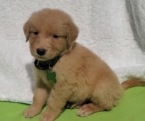 Golden Retriever Dog for Adoption in CARSON, California USA