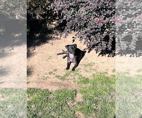 Medium Photo #2 Chihuahua Puppy For Sale in Visalia, CA, USA