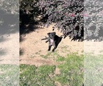 Small #1 Chihuahua