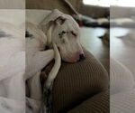 Small #1 Great Dane