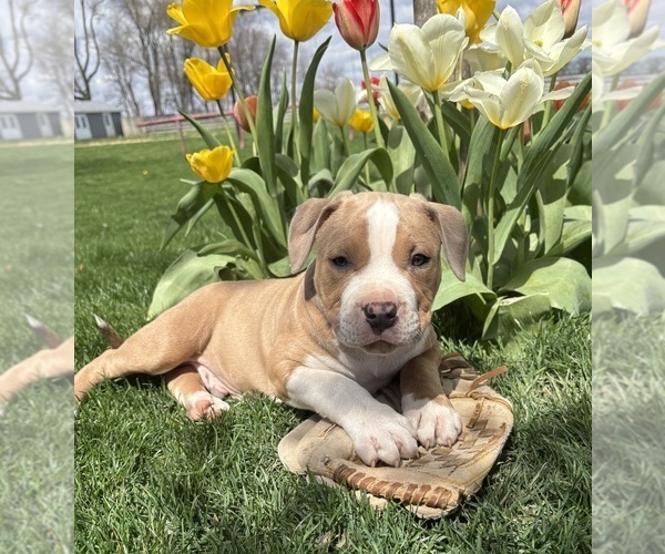 Medium Photo #1 American Bulldog Puppy For Sale in MIDDLEBURY, IN, USA