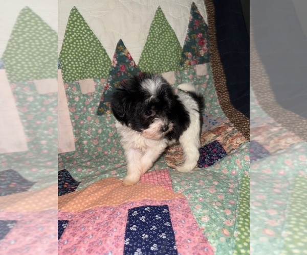 Medium Photo #2 Cavapoo (Miniature) Puppy For Sale in MUNFORDVILLE, KY, USA