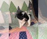 Small #1 Cavapoo (Miniature)