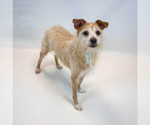 Medium Photo #6 Mutt Puppy For Sale in Kennesaw, GA, USA