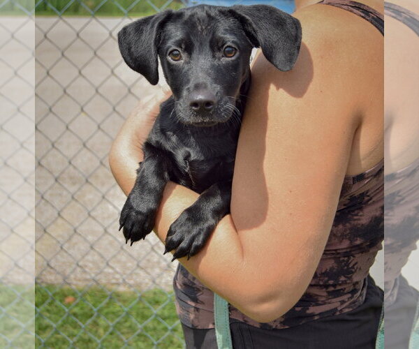 Medium Photo #3 Chiweenie Puppy For Sale in Huntley, IL, USA