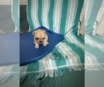 Small #16 French Bulldog