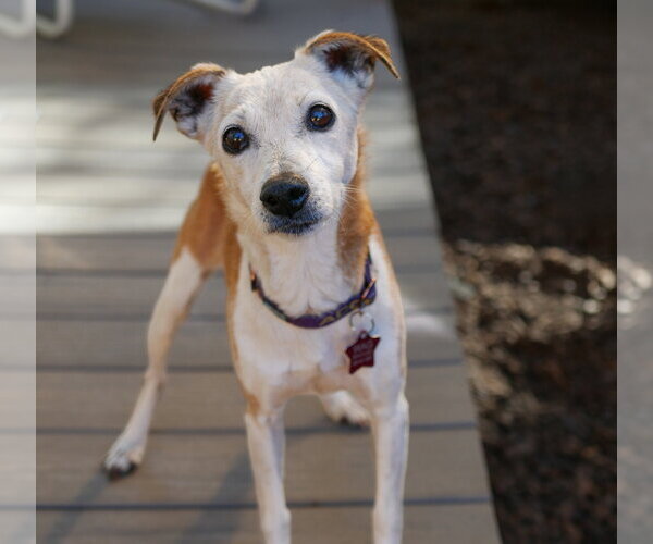 Medium Photo #1 Jack-Rat Terrier Puppy For Sale in Sequim, WA, USA