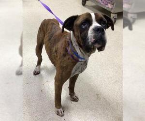 Boxer-Unknown Mix Dogs for adoption in Riverside, CA, USA