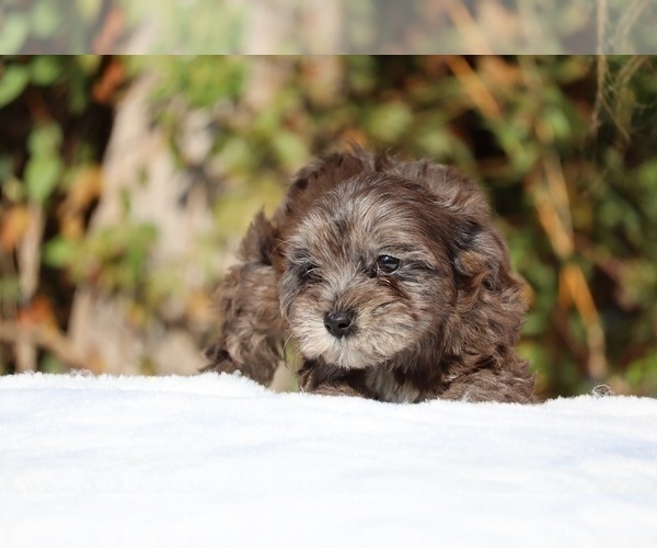 Medium Photo #26 ShihPoo Puppy For Sale in DYERSBURG, TN, USA