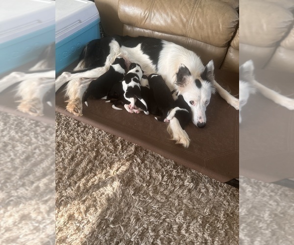Medium Photo #1 Border Collie Puppy For Sale in BRISTOW, OK, USA