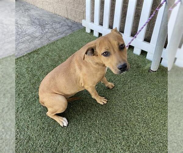 Medium Photo #1 Mutt Puppy For Sale in Modesto, CA, USA