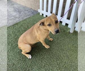 Mutt Dogs for adoption in Modesto, CA, USA