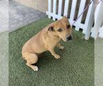 Small Mutt