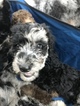 Small Photo #12 Aussiedoodle-Poodle (Standard) Mix Puppy For Sale in ENTERPRISE, AL, USA