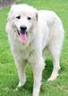 Small Photo #1 Great Pyrenees Puppy For Sale in UNIONTOWN, OH, USA