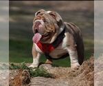 Small Photo #1 English Bulldog Puppy For Sale in MERCED, CA, USA