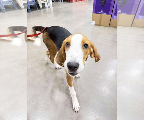 Medium Photo #7 Mutt Puppy For Sale in Roxboro, NC, USA