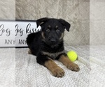Small #1 German Shepherd Dog