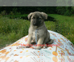 Small #5 German Shepherd Dog
