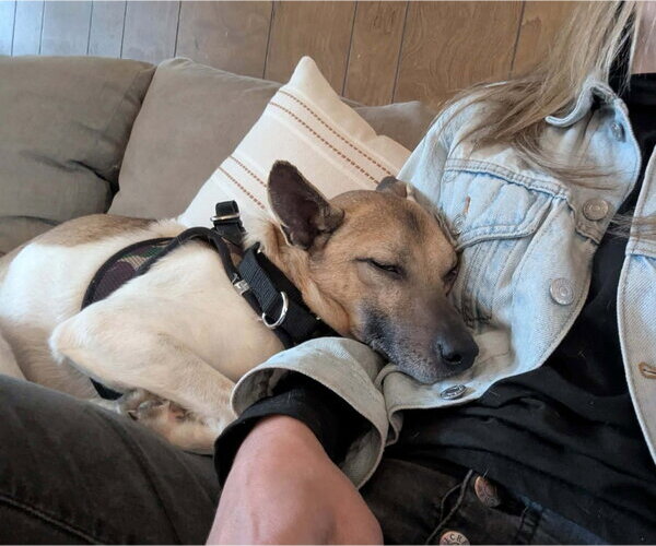 Medium Photo #3 Jack-Rat Terrier Puppy For Sale in Westwood, NJ, USA