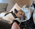 Small #2 Jack-Rat Terrier