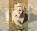 Puppy 1 Poodle (Standard)